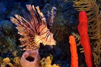 Lion-fish, intruso nas águas caribenhas. Photo by Rainer Meyer.